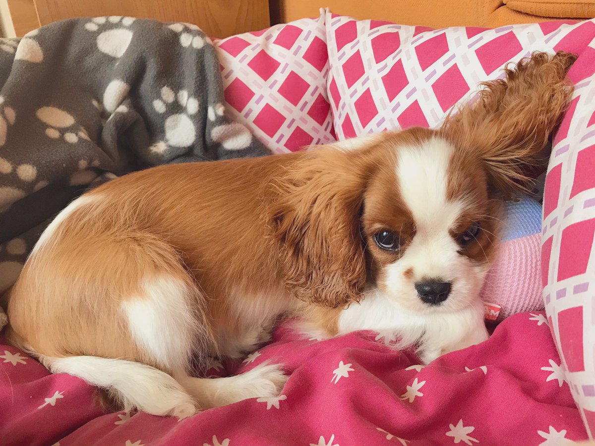 dolceSally's tweet photo. Who said boys โcavalieriniโ canโt enjoy a pink/fuchsia dog bed?!
I proudly like to enjoy this amazing dog bed that belonged to my RIP big sister โcavalierinaโ ๐ Sally!
#LiveLifeColourfully #LoveAllColours
โค๏ธ๐งก๐๐๐๐๐ค๐ค๐ค
#CavalierKingCharlesSpaniel ๐ถ
#CutenessOverload ๐ฅฐ https://t.co/hHWpvUEzgK