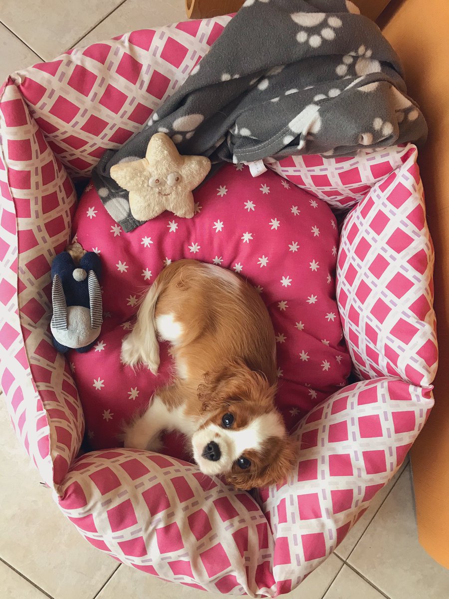dolceSally's tweet photo. Who said boys โcavalieriniโ canโt enjoy a pink/fuchsia dog bed?!
I proudly like to enjoy this amazing dog bed that belonged to my RIP big sister โcavalierinaโ ๐ Sally!
#LiveLifeColourfully #LoveAllColours
โค๏ธ๐งก๐๐๐๐๐ค๐ค๐ค
#CavalierKingCharlesSpaniel ๐ถ
#CutenessOverload ๐ฅฐ https://t.co/hHWpvUEzgK