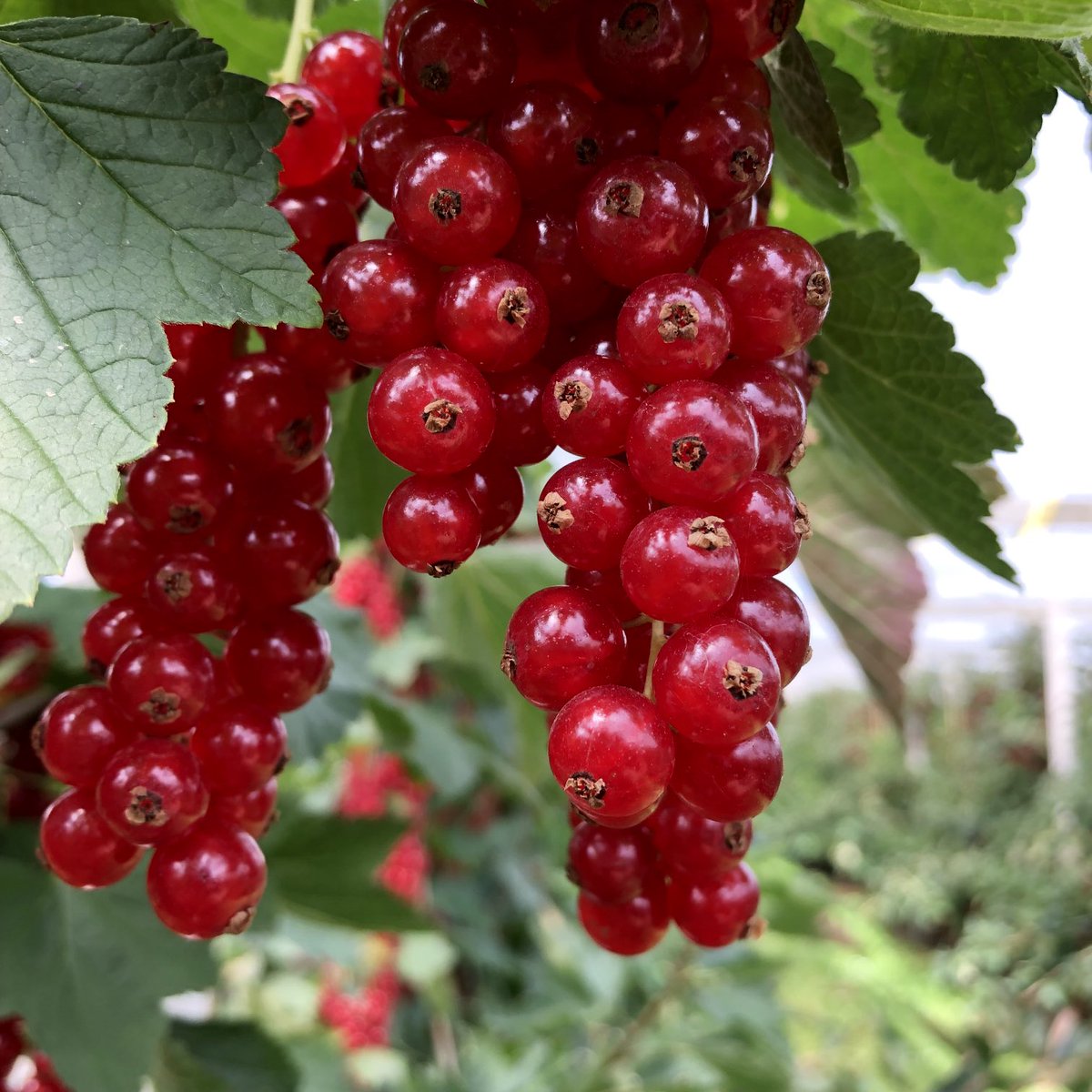 Lekker en gezond zomerfruit van Nederlandse bodem! Verse frambozen, bramen en rode bessen! #hollandsfruit #dankzijdeboer #weerstand