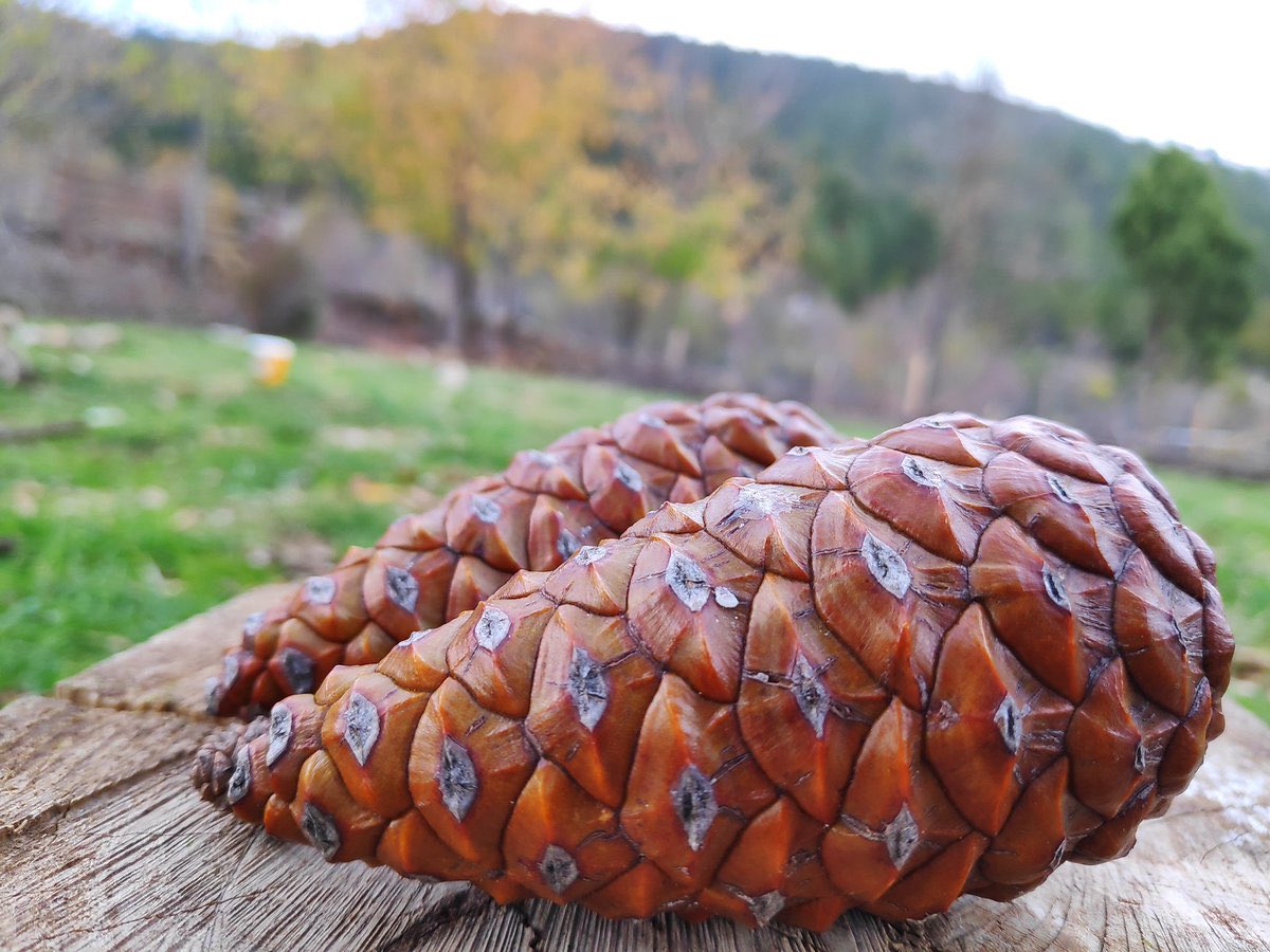 Kızılçam ağaçlarının tohumları kozalaklarının içerisinde etrafı tutkal gibi reçineyle kaplı korunur.Yangınlardan sonra bu tohumlar ilk yağmurla filizlenmeye başlayarak yeni ağaçlar oluşturur.Yeter ki,insan oraları düzenlemeye çalışıpta ekodengeyi bozmasın..