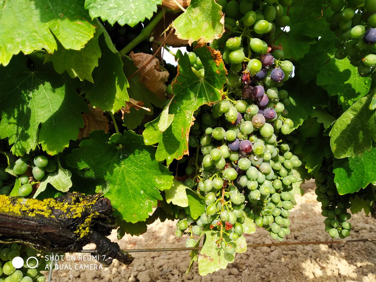 CellersTarrone's tweet photo. "Aprenc de la llum i de l'ombra
a cosir des de les mans
amb fils d'aire i de temps
la tendresa dels dies"
Terra, Carles Duarte
#verolar #tintar #TerraAlta #verema2021 #vicatalà
https://t.co/FUIa6iRWu3 https://t.co/PK8db1I50j