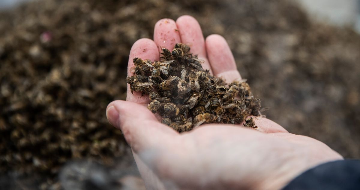 'What happens when all the bugs die?" #newyorktimes buff.ly/3C5Ed16