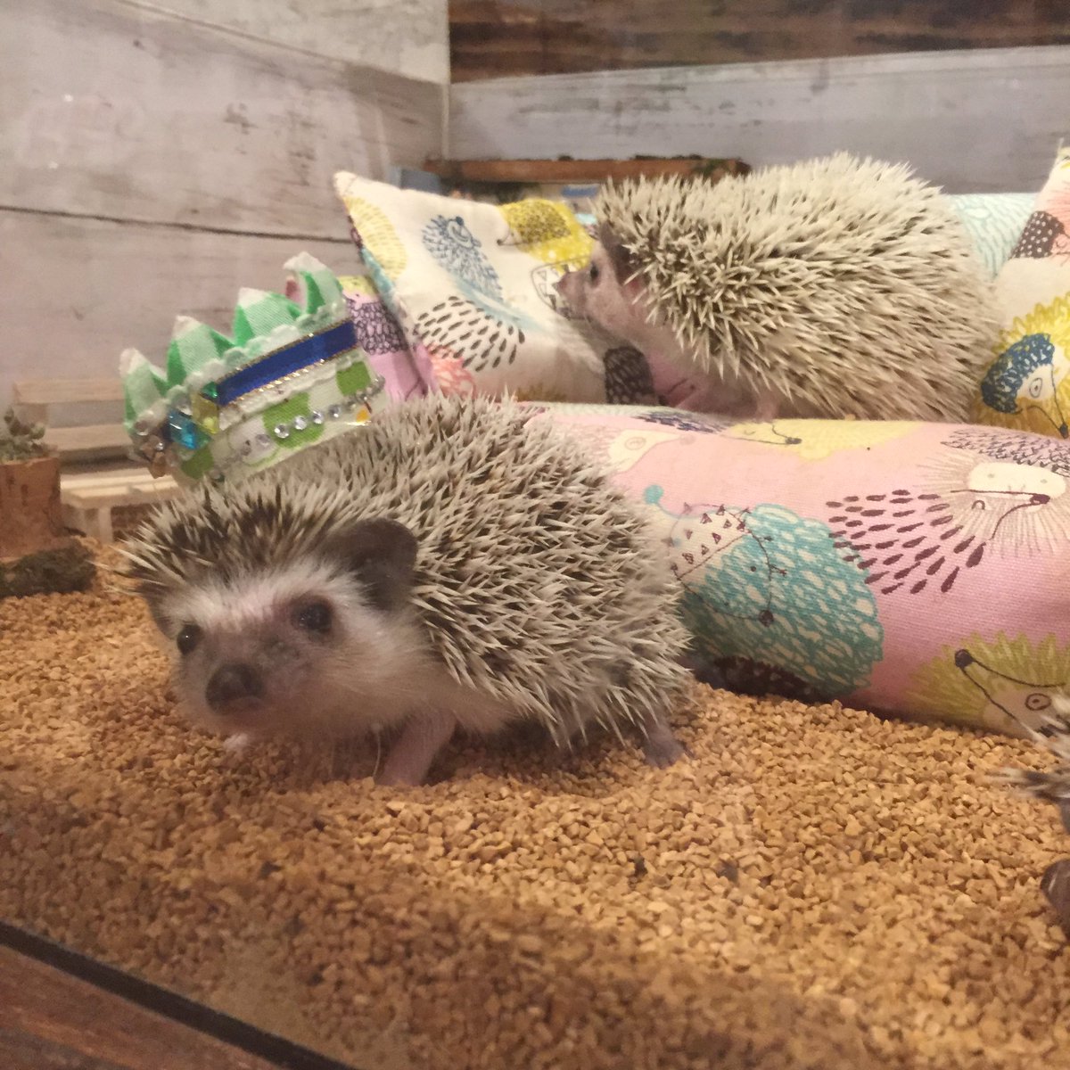 ハリネズミ専門カフェ Harry Wood ハリーウッド 名古屋栄店 V Twitter 王冠をかぶる子ハリちゃんです ハリネズミ はりねずみ 名古屋 Hedgehog 王冠 ハリネズミ専門カフェ Harry Wood ハリーウッド 名古屋栄店 V Twitter 王冠をかぶる子ハリちゃんです ハリネズミ はりねずみ 名古屋 Hedgehog 王冠