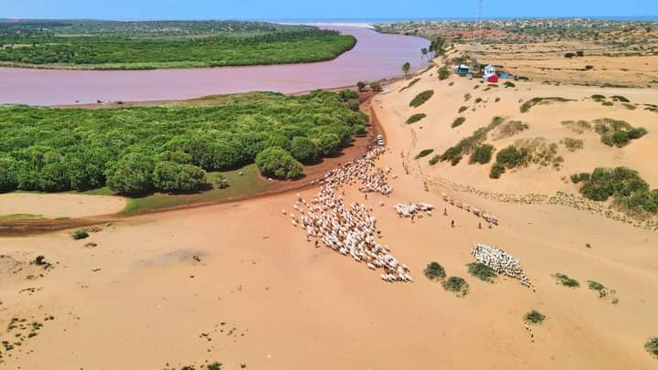 SomtexOrg's tweet photo. Newly taken photos of #Goobweyn around 15KM south Kismayo, its where the Jubba river meets with the Indian Ocean. You should go and witness its natural beauty.@UNWTO @HarunMaruf
📷 @Abdishukrihaybe 
#LetsSeeTheOtherSideOfSomalia #SOMTEX2021 https://t.co/LQBFtuJ5OL