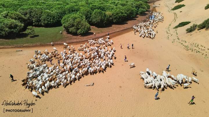 Newly taken photos of #Goobweyn around 15KM south Kismayo, its where the Jubba river meets with the Indian Ocean. You should go and witness its natural beauty.<a href="/UNWTO/">UN Tourism</a> <a href="/HarunMaruf/">Harun Maruf</a>
📷 <a href="/Abdishukrihaybe/">Abdishukri Haybe</a> 
#LetsSeeTheOtherSideOfSomalia #SOMTEX2021
