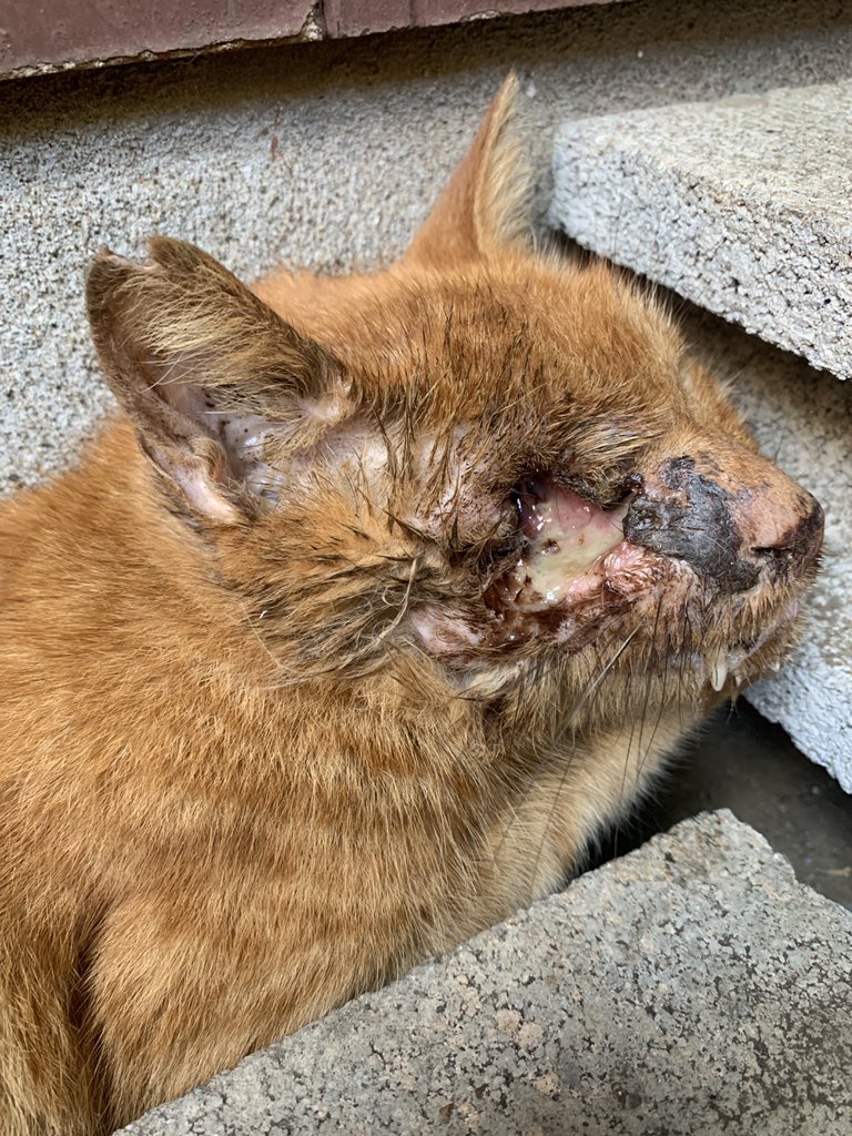 またたび家 安楽死を頼まれた のたうち回っているわけではないこの仔の呼吸を 止めるなんてできないよ やれることが他にまだあるから 先ずは医療にかけて 痛いシンドイを取り除いてあげられたら 地域猫 動物病院 所沢さくらねこ診療所