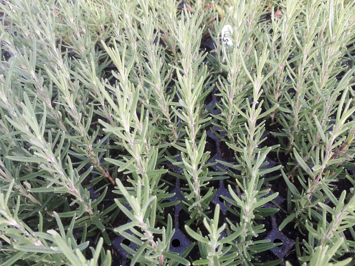 coileyparjley's tweet photo. The vast majority of rosemary plants sold on welsh garden centres are imported. Next year our target is 7000 peat free 1.4l pots grown from scratch here in cardigan https://t.co/zudODvZbc0