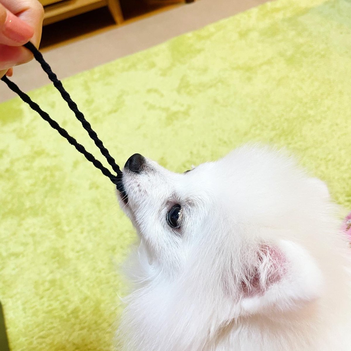 まろたん ポメラニアン ヘアゴムも好きなまろたん 見つけるとすぐ飛びついてくる そんなにひっぱると顔にバチーン なっちゃうよ まろたん ポメラニアン ぽめらにあん ぽめすたぐらむ いぬすたぐらむ いぬのいる暮らし 白ポメラニアン