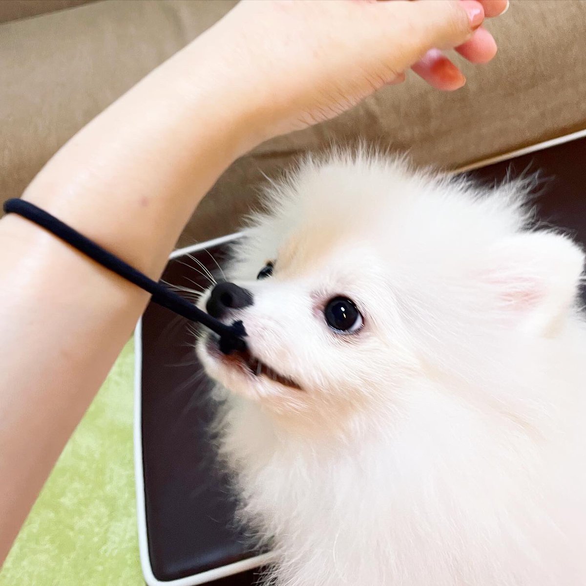 まろたん ポメラニアン ヘアゴムも好きなまろたん 見つけるとすぐ飛びついてくる そんなにひっぱると顔にバチーン なっちゃうよ まろたん ポメラニアン ぽめらにあん ぽめすたぐらむ いぬすたぐらむ いぬのいる暮らし 白ポメラニアン