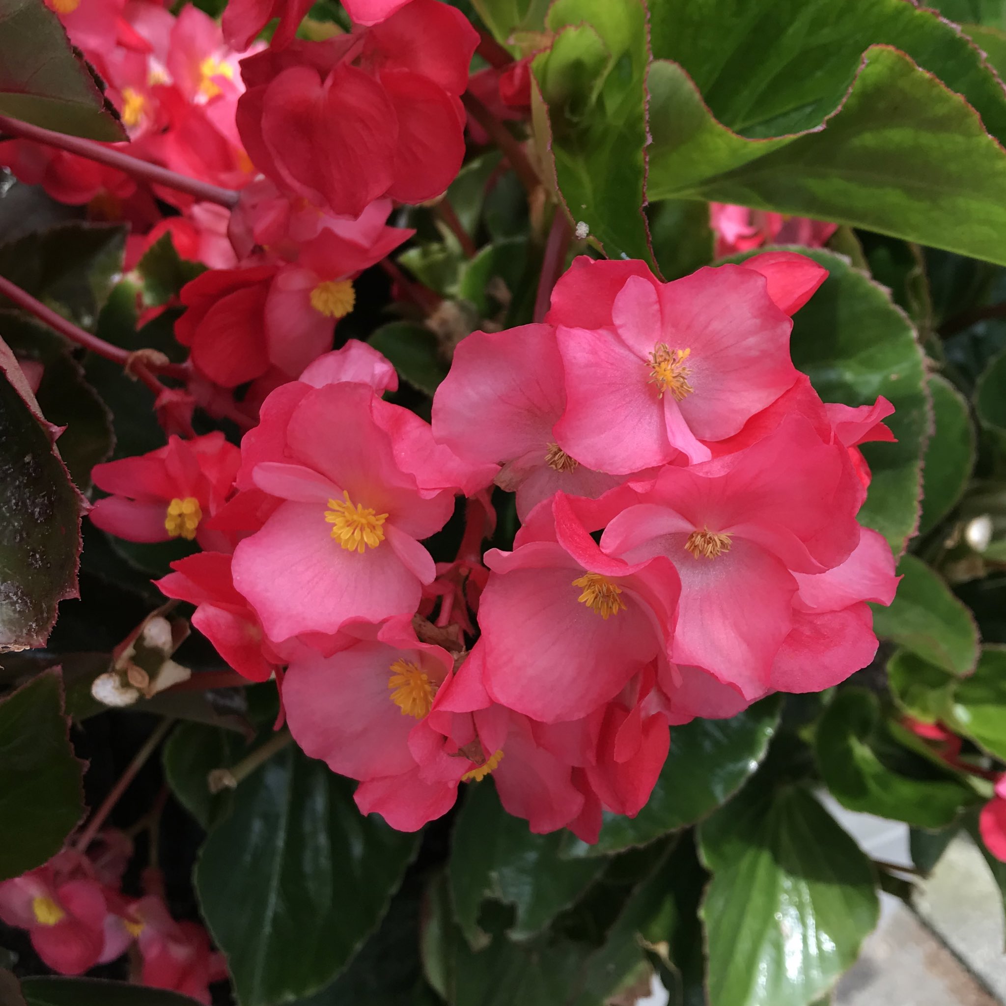 単なる植物好き 花飾る雑貨店店長 夏の暑さもなんのその ベゴニア センパフローレンス ホントに頼もしい限り 元気もらえますね 随分と暑い日が続きますし 皆さま体調にはくれぐれも気をつけてお過ごし下さいませ ベゴニア ベゴニア