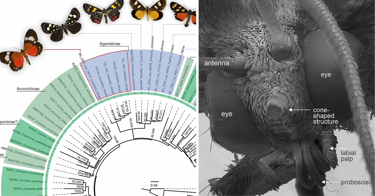 Pasi Sihvonen (@pasi_sihvonen) on Twitter photo Taxonomic cleanup / gift to noctuid specialists🤣We transfer African Cartaletis dargei moth from Geometridae to Noctuidae: Agaristinae🦋 Superficial looks may be misleading <a href="/leimurillo87/">Leidys Murillo-Ramos</a> <a href="/LepPhylo/">Niklas Wahlberg</a> <a href="/luomus_zoology/">Luomus Zoology</a> <a href="/helsinkiuni/">University of Helsinki</a> doi.org/10.7717/peerj.… Taxonomic cleanup / gift to noctuid specialists🤣We transfer African Cartaletis dargei moth from Geometridae to Noctuidae: Agaristinae🦋 Superficial looks may be misleading <a href="/leimurillo87/">Leidys Murillo-Ramos</a> <a href="/LepPhylo/">Niklas Wahlberg</a> <a href="/luomus_zoology/">Luomus Zoology</a> <a href="/helsinkiuni/">University of Helsinki</a> doi.org/10.7717/peerj.…