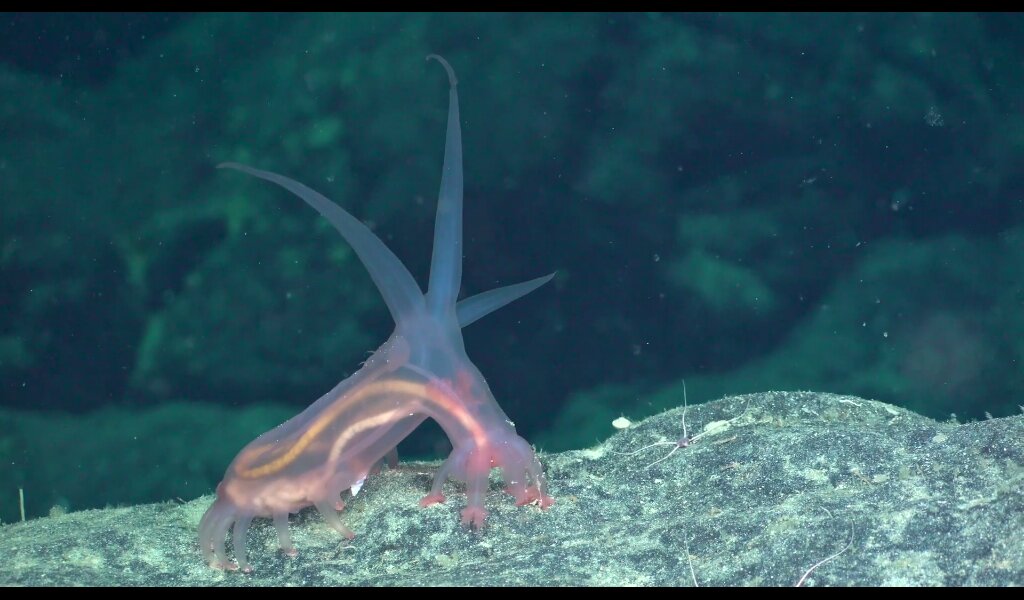 #BiodiverseSCB #BiodiverseBorderlands #SuBastianDives