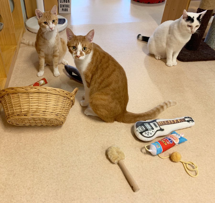 比較 兵庫県明石市にあるオススメの猫カフェを２つ紹介します ペット倶楽部