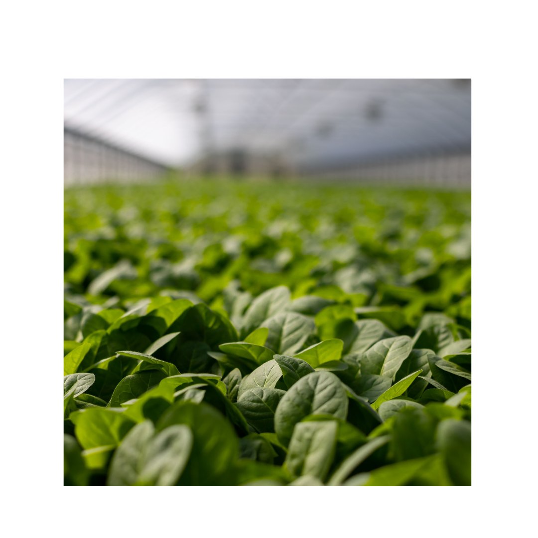 Rotterdamduurza's tweet photo. IVA Duurzaam is uitgegroeid tot een belangrijke speler binnen de horticultuur. Nu zijn ze zich volledig gaan focussen op de toepassing van natuurlijk #LED in de #horticultuur. Met meer dan 30 jaar ervaring zijn ze een volwaardige #sparringpartner. https://t.co/1USaVrChdi