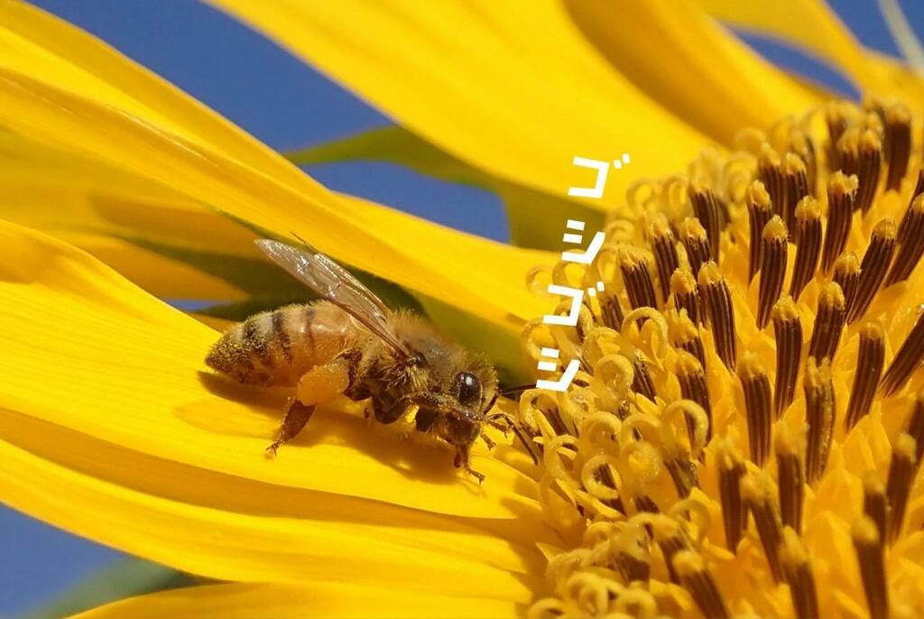 森を守る蜂の話 西荻はちみつ 住宅街の小さな養蜂園から きょうの 花粉ちゃん です メイク中に失礼 眼についたヒマワリの花粉を落としてます 女子力高めです 花粉ちゃん 花粉まみれのがんばりやさんのこと 西荻はちみつ用語 ミツバチ 西荻
