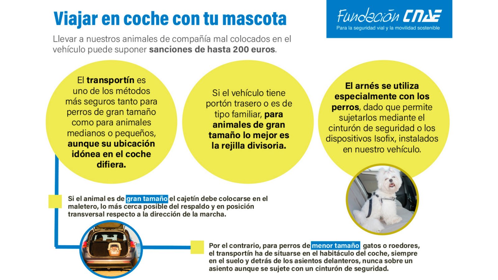 Métodos seguros para viajar con tu perro en coche