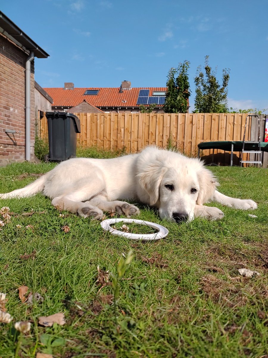 Enjoying the sun 🌞🐶 #dogsoftwitter #dogs #GoldenRetrievers