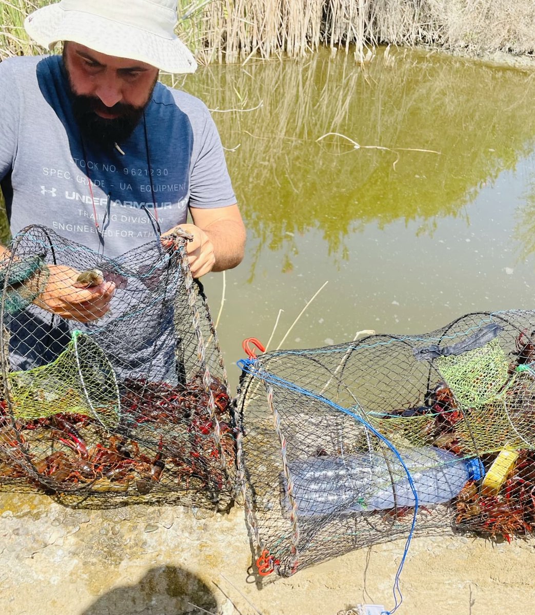Pandoteira's tweet photo. 📝 Η ομάδα της https://t.co/iukom2kzDJ Ltd - Environmental & Water Consultants εν δράσει, καταγράφει τις περιοχές κατανομής της αμερικανικής κόκκινης καραβίδας του γλυκού νερού (Procambarus clarkii)
#Natura2000 #LifeIP #pandoteira https://t.co/iOWgjjxdDD