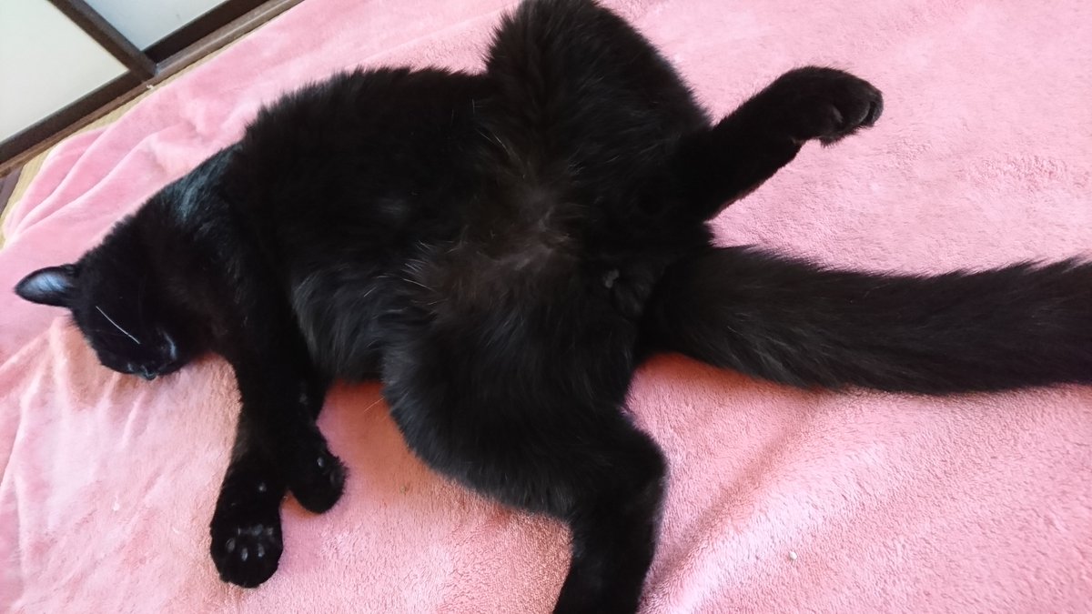 黒猫クロ ふと見たら 無茶苦茶リラックスして寝てた 黒猫 ネコチャンカワイイ 猫のいる幸せ 猫のいる生活 ねこのきもち 保護猫と暮らす