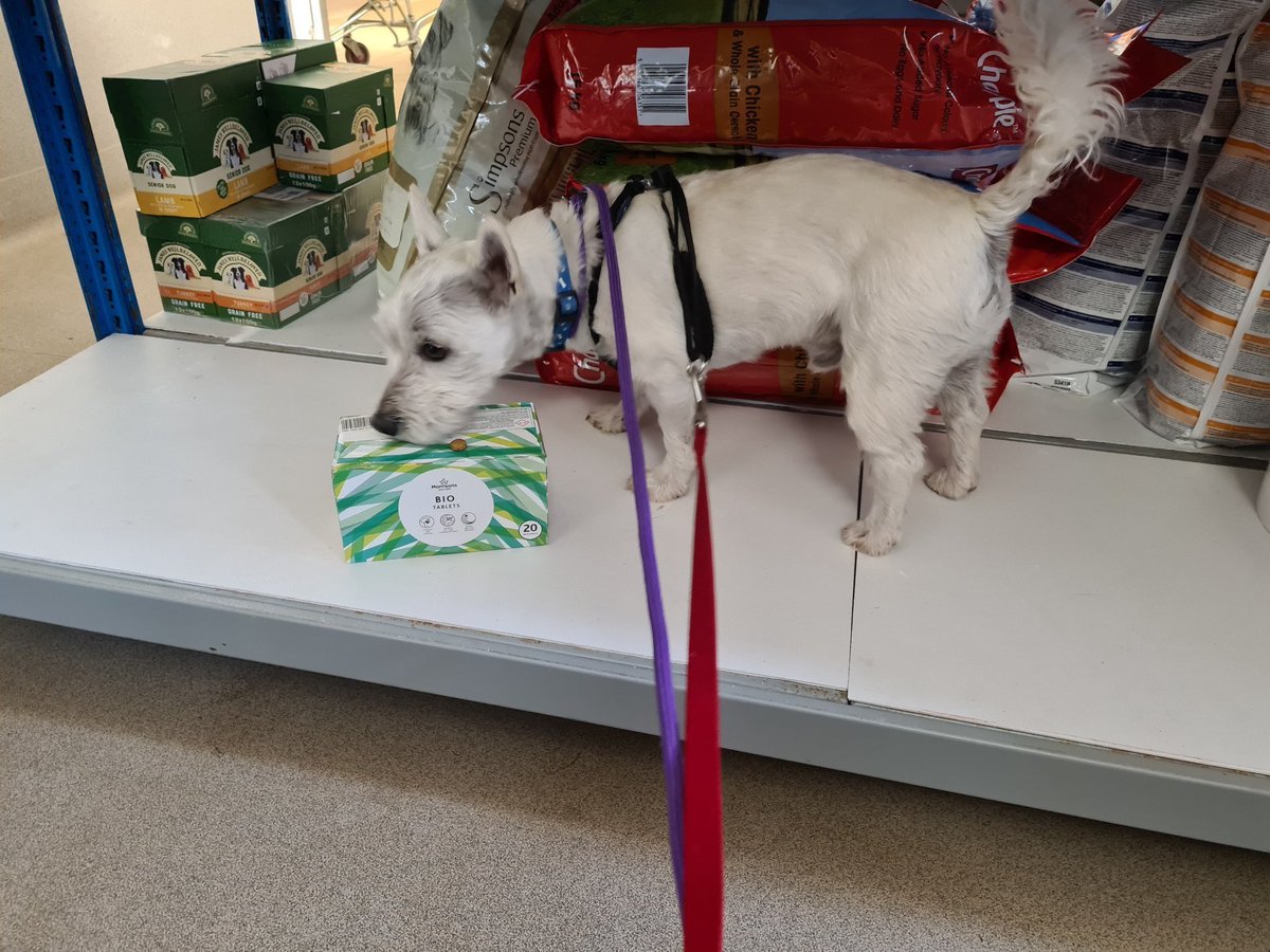 Gables Dogs & Cats Home tweet media