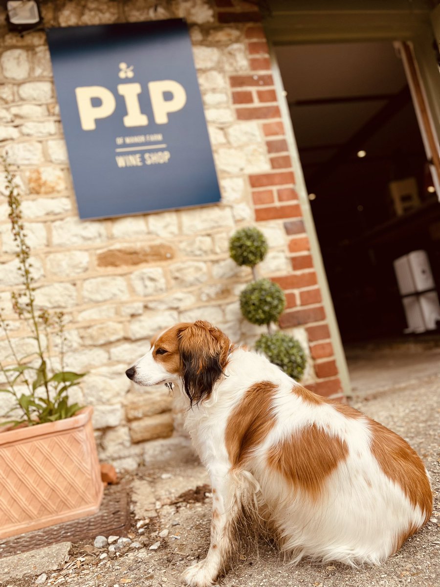 Amber is in the shop again today! 3 wines open to taste too, just stop by. We are open 11-6 as usual. ☀️🐶🍷