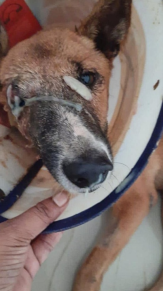 Straysofpanvel's tweet photo. Respected sir, 
@RNTata2000

One of our stray dogs named Hazel, is fighting cancer &amp; her treatment was being guided as per the vet doctors at Tata cancer centre , kharghar.

According to doctors there, her condition is critical &amp; only radiation therapy can give her some hope . https://t.co/uEOVCppEGG