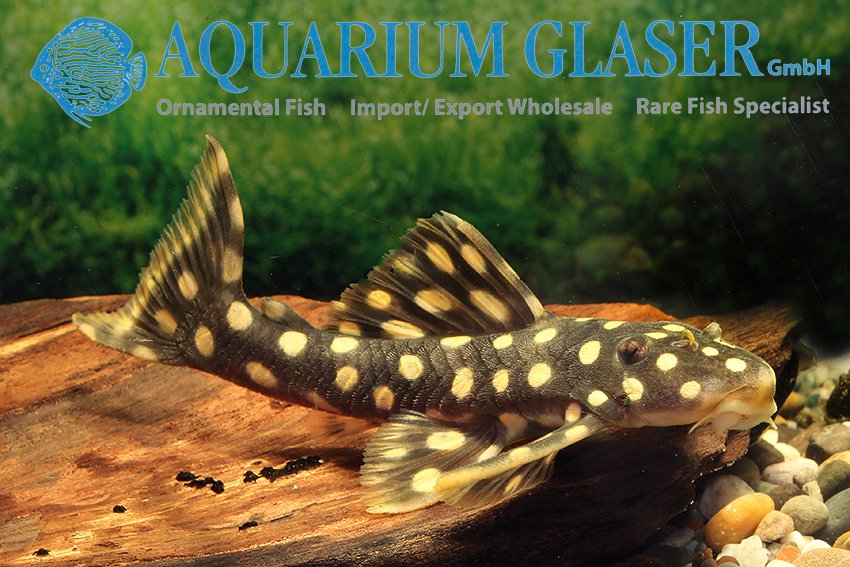 aquariumglaser's tweet photo. #Ancestrini sp. #L82
find more details and pics @ https://t.co/kgExUnuDLM https://t.co/iBE0JudpgK