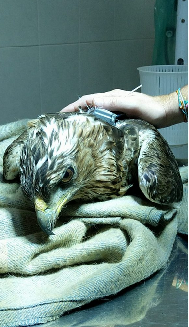 Recuperata un'aquila di Bonelli in difficoltà a causa di un'infezione, ora in cura presso il centro recupero Stretti di Messina.
Tieni duro Rolly!
#LIFE ConRaSi

lifeconrasi.eu/notizie/il-rep…