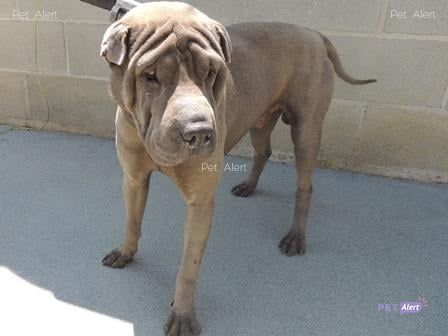 #PetAlertCatalunya #FemXarxa #XarxaGironaTrobats <a href="/pont_roma/">Perduts trobats🐕🐈Catalunya</a>
TROBAT gos Shar Pei en FOGARS DE LA SELVA, GIRONA
04/08/21
Zona: recollit en Ctra B5122.
Mascle, sense xip, 2-3 anys d'edat. Està al CAAS Tossa de Mar.
Contacte: 972.340.813
