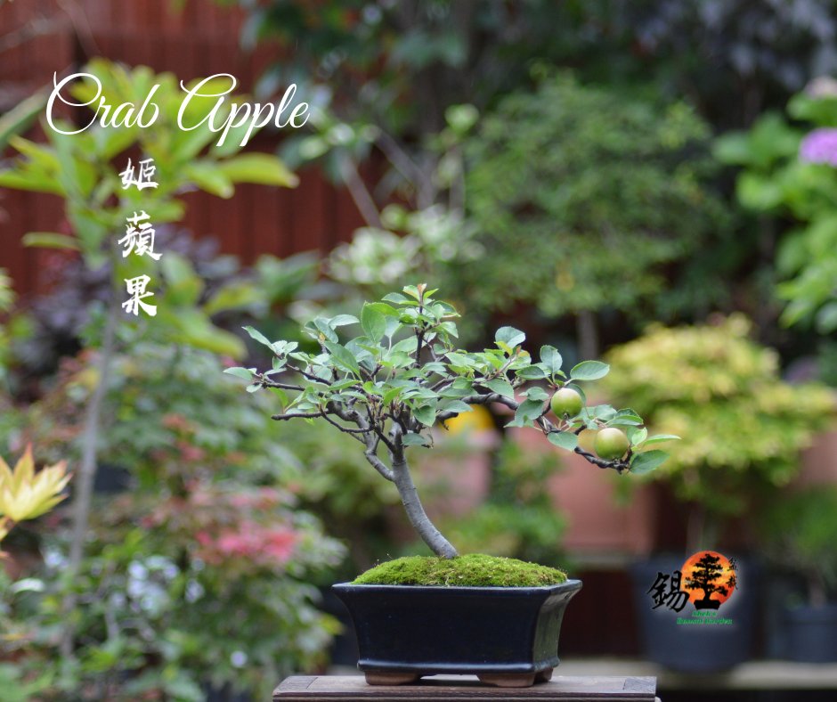 Shek_Bonsai's tweet photo. Crab Apple / Malus 姬蘋果 https://t.co/bQNa8mBbgU