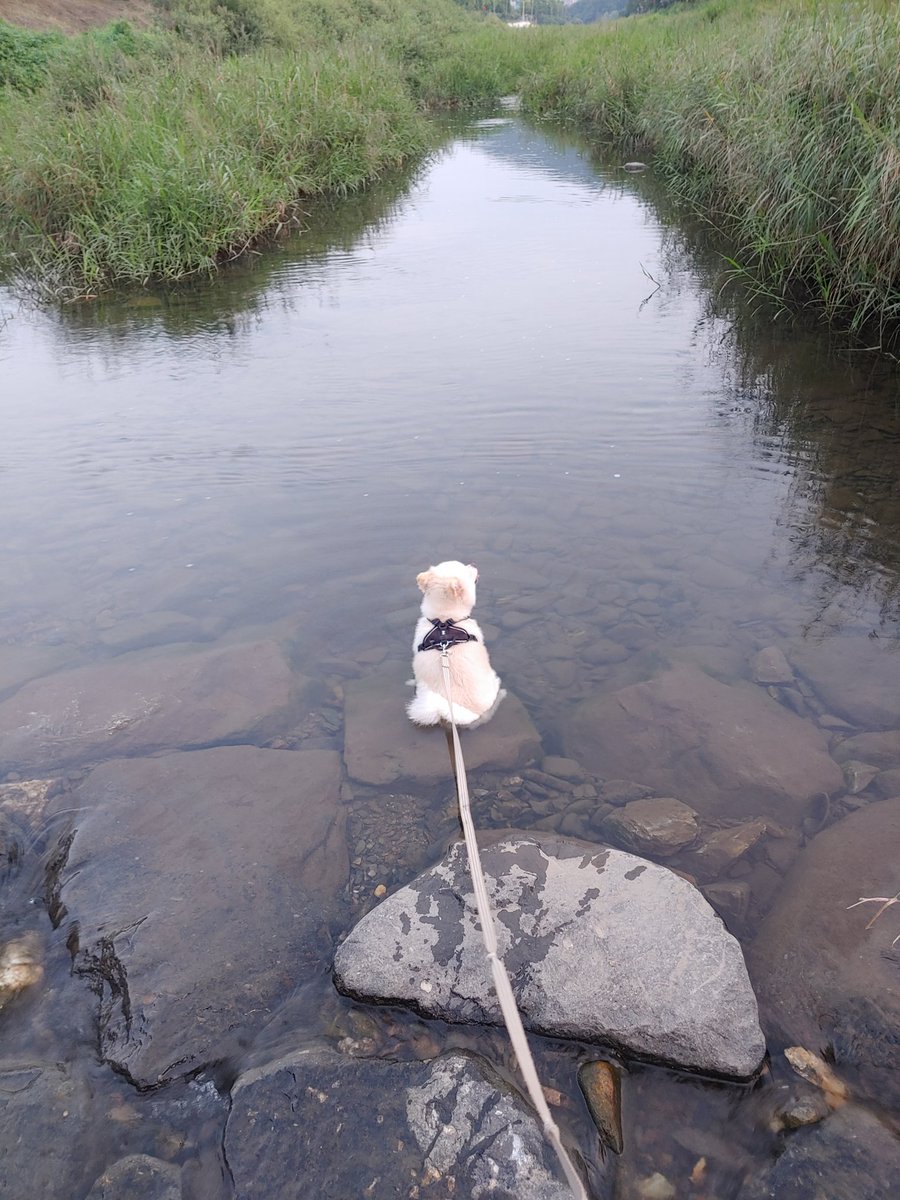 doldduck_E's tweet image. 개울물 들어가서 안나오는 강아지