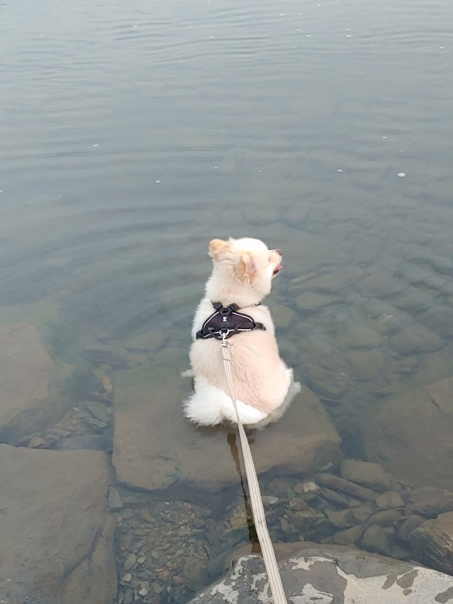 doldduck_E's tweet image. 개울물 들어가서 안나오는 강아지