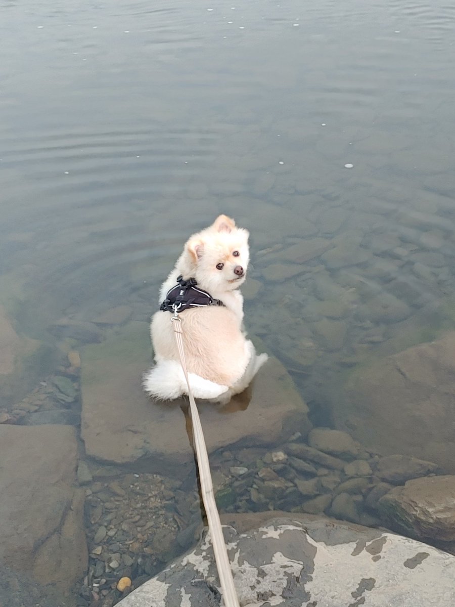 doldduck_E's tweet image. 개울물 들어가서 안나오는 강아지