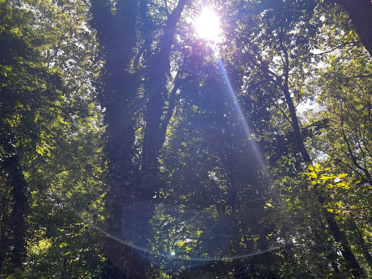 LuigiBrugnaro's tweet photo. 🌳Il Bosco Ottolenghi, dedicato alla memoria del rabbino Adolfo Ottolenghi, è un’oasi verde, con percorsi ciclopedonali e pannelli informativi per scoprire le diverse specie presenti.

🌱Un itinerario unico per immergersi nella natura e nelle meraviglie del nostro @comunevenezia https://t.co/iaCy1W2BGz
