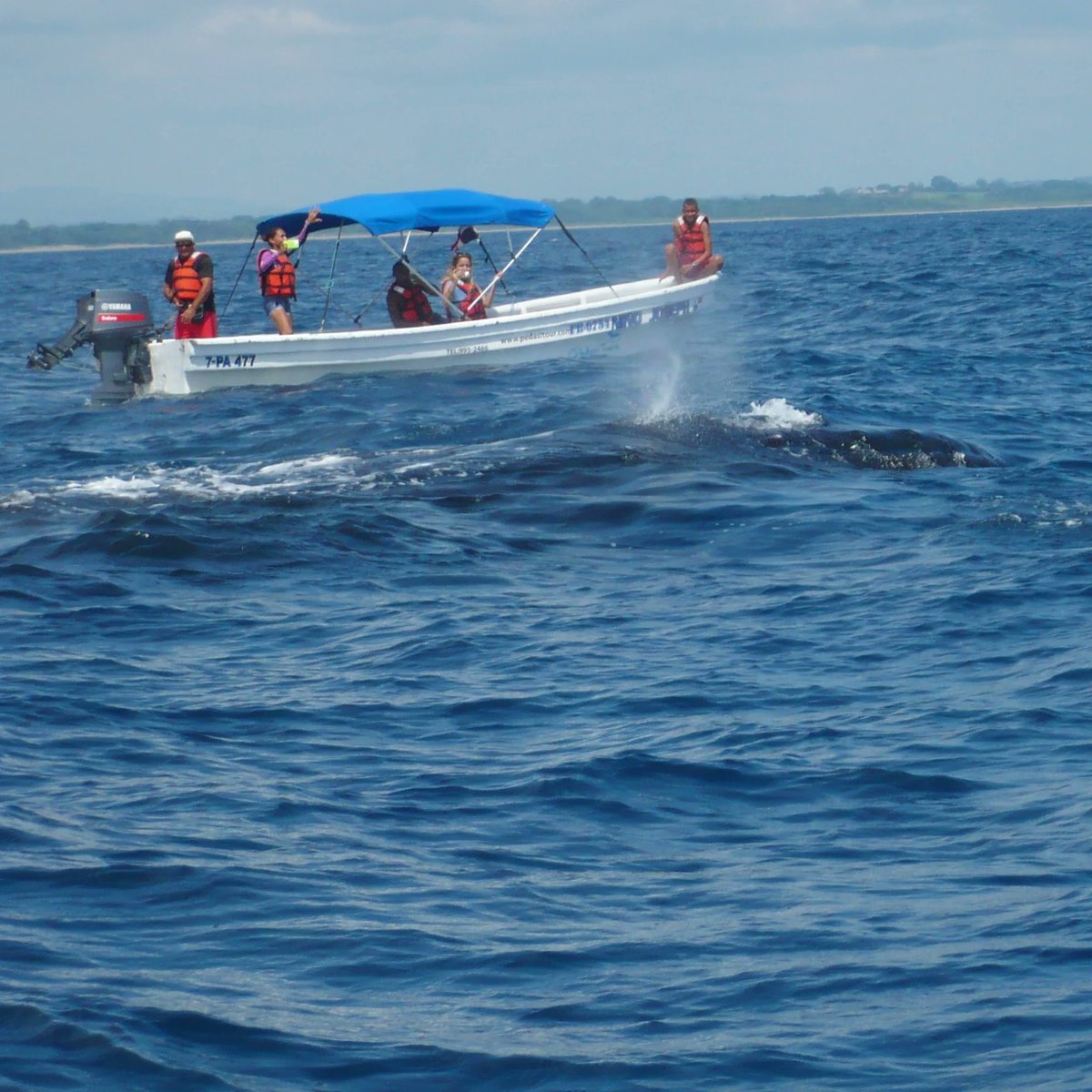 Ven a #Pedasi a ver las ballenas jorobadas