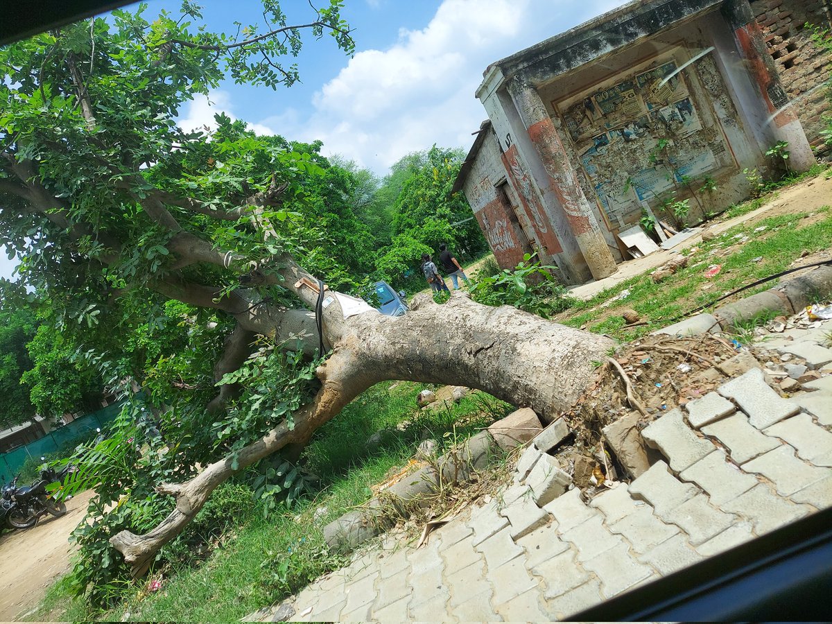 AnjanDeveshwar's tweet photo. @MunCorpGurugram @OfficialGMDA @DC_Gurugram @rakeshdaultabad @sudhirsinglabjp  @Rao_InderjitS @diprogurugram1 @GuruJalGurugram कृपया करके इस पेड़ को बचाए! 🌳🎋🏡🌲🎄🌴
 We request you to save this uprooted tree near NCU University @SethiRuchikaT @sakshirawat9 @DEEPAKKAHUJA https://t.co/ULzSI1jJBE