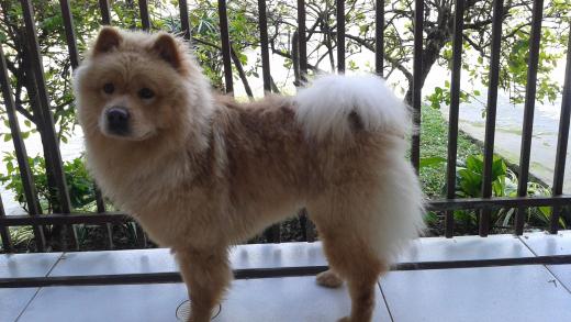 mocaleatoria's tweet photo. Moc, a cidade que todo dia tem 10 Chow Chow perdidos sendo procurados https://t.co/rAc3pFQWxA