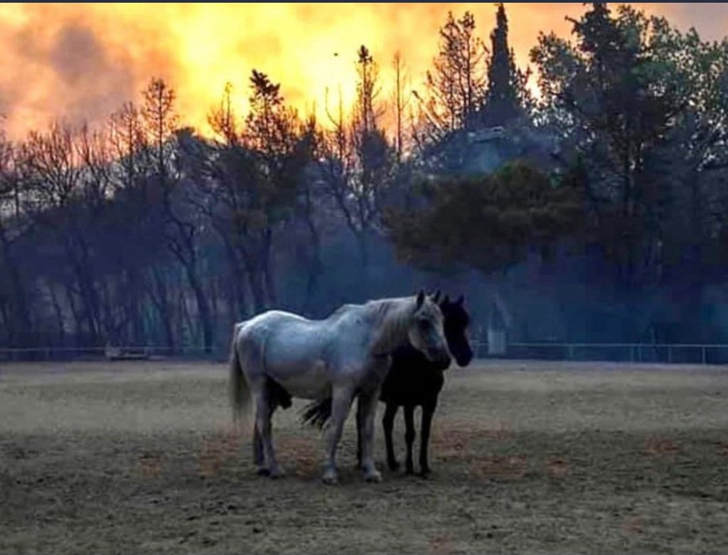 fioridorgoglio's tweet photo. i usually don't do these type of posts but I would appreciate it if you spread awareness about the life threatening fires breaking out in a number of places in greece my house is in a safe place but people and animals are in danger https://t.co/JcZJNhCMSQ