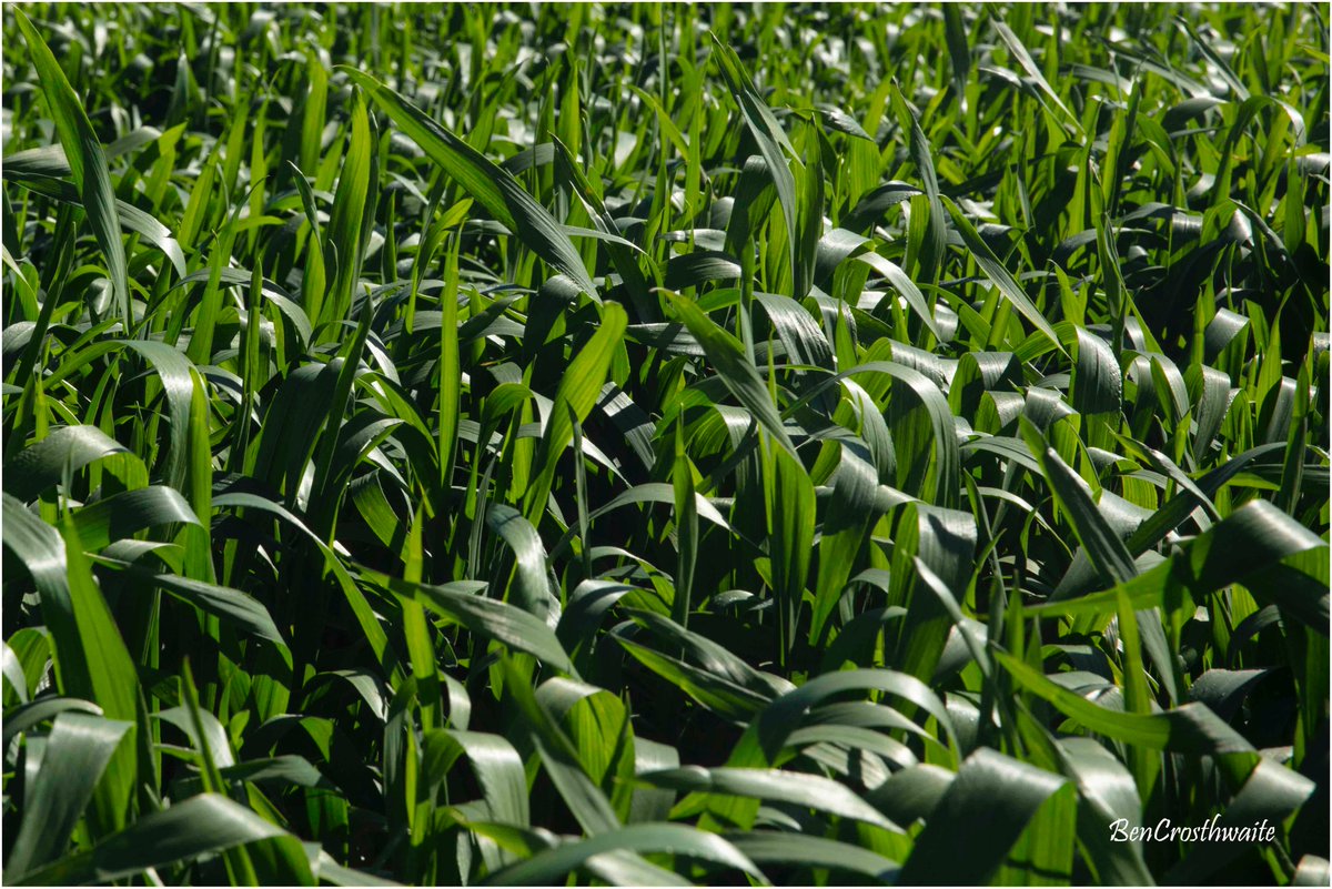 Crops coming along nicely on "Erregulla Plains", Mingenew WA.