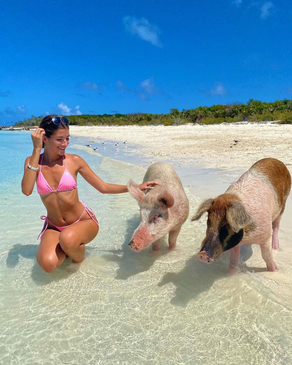 PigsofParadise's tweet photo. The pigs are believed to have marooned from a shipwreck, now living rent free.
Order your book today π·π¦ https://t.co/DRd51abDpm
πΈ: @tour_daddy
#pigsofparadise #exuma #bahamas #pigbeach #swimmingpigs #book #pigs #theswimmingpigs #pigsofparadisethebook #goodreads #fyre ... https://t.co/ye8pCw7R9Y