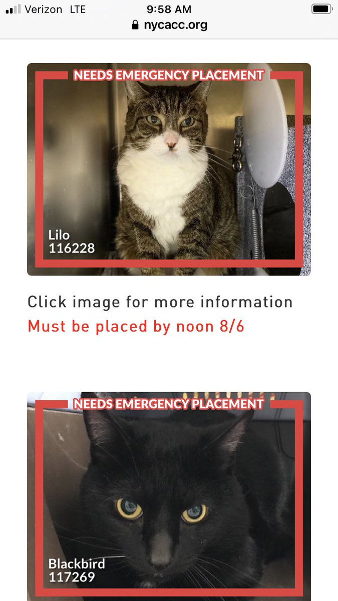 DeeMeow3's tweet photo. 🙏🏻😿 2 days left to live 🥺💔 Won’t someone adopt us please 🍀🤞 We need a home 💕 https://t.co/NV3nIfP3h6