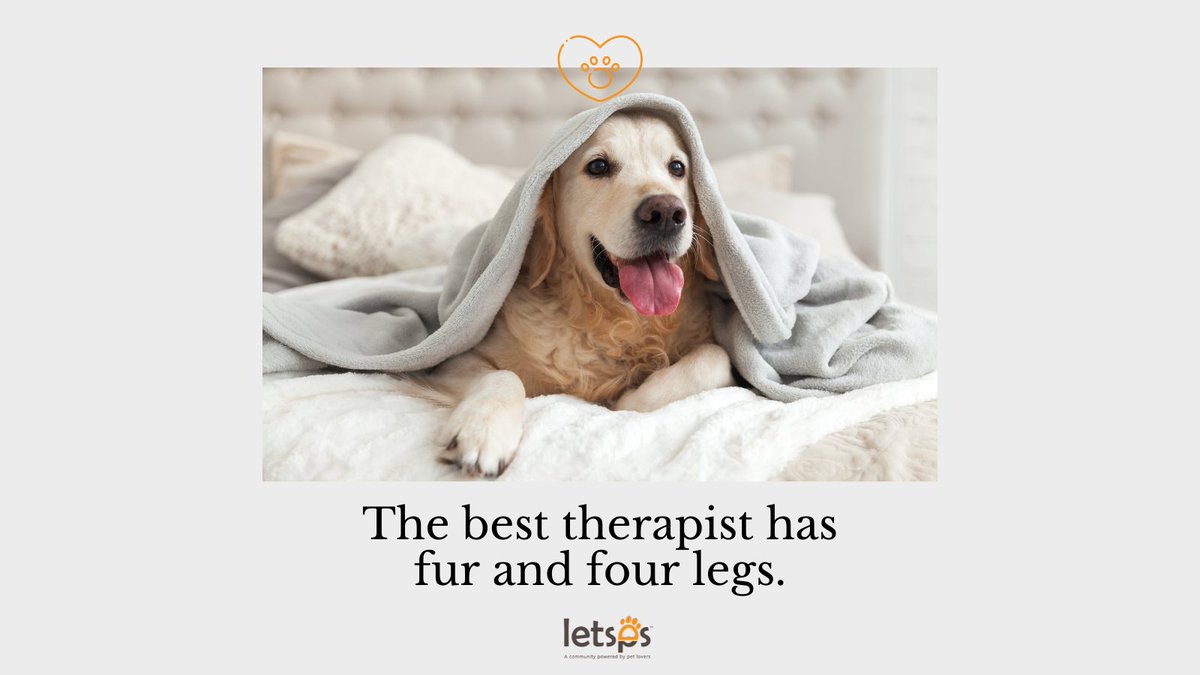 letsps_'s tweet photo. There is so much comfort from cuddling with my dogs and cats when the day has been tiring or overwhelming.👌
-
-
#letsps #petcommunity #pets #petlovers #petfollow #follow #petcare #doglovers #pet #petfollowers #petnutrition #petevent #petfriends #petstagram #funnypets https://t.co/Wto3GdNqhg