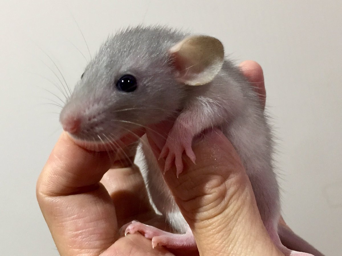 ダンボ 画像 最新情報まとめ みんなの評価 レビューが見れる ナウティスモーション 2ページ目