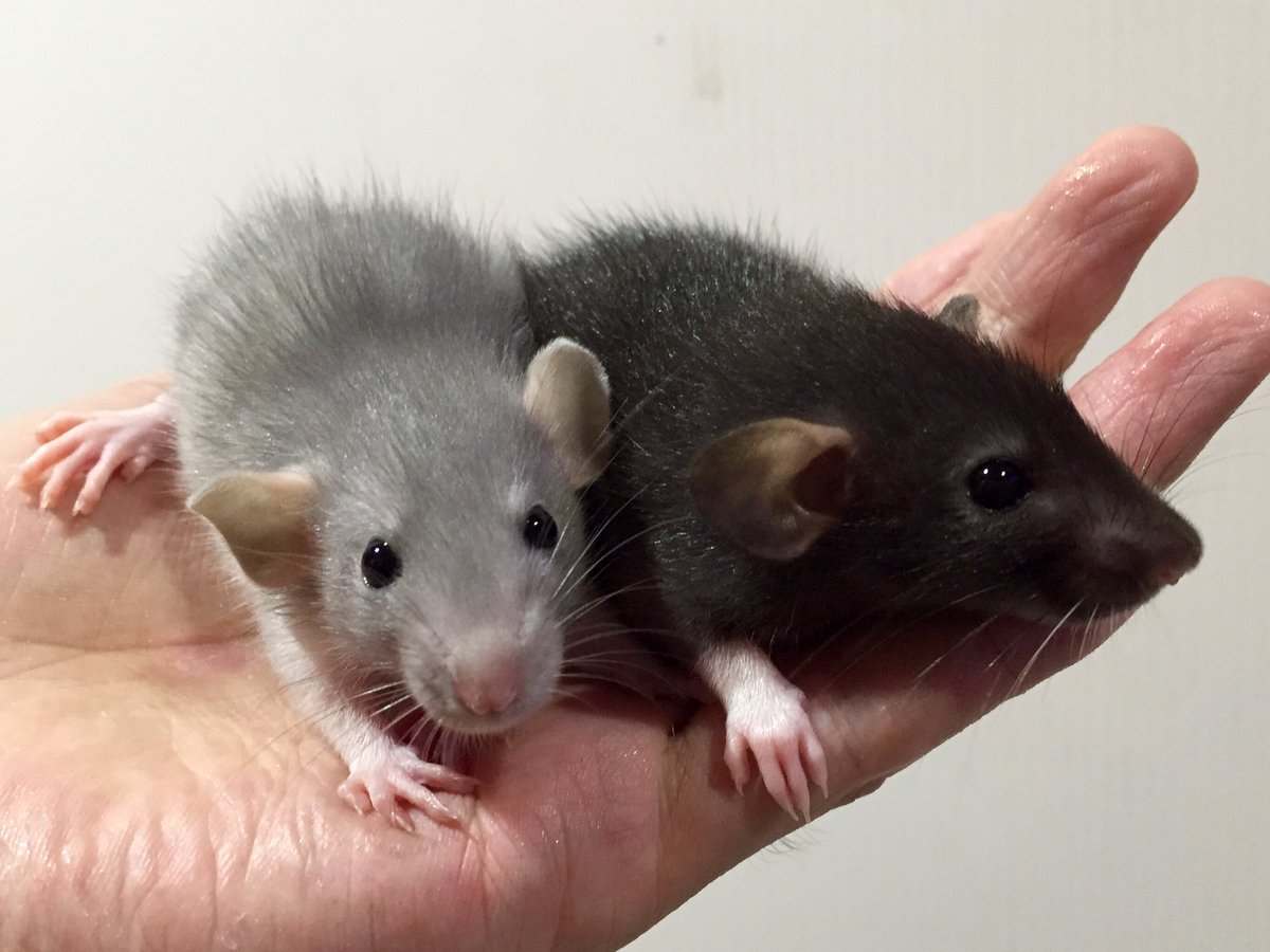 ダンボ 画像 最新情報まとめ みんなの評価 レビューが見れる ナウティスモーション 2ページ目