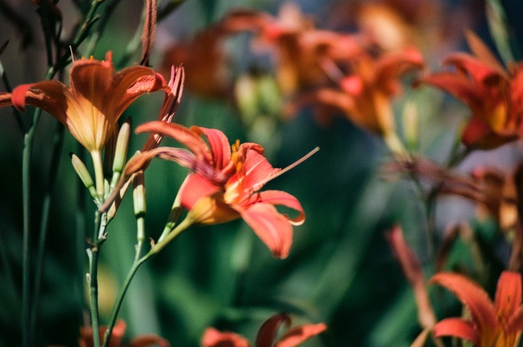 CPDavy's tweet photo. Lilies 

eos1v #canonfilmcommunity  #tokina2035 #ektar100 #shootfilmstaybroke #filmcommunity #filmisnotdead #toronto #torontostreets #torontoliving  #canadianfilmphotographers  #northernfilmcollective #classiccamera #filmicstreets #inside_TO  #restorefro… https://t.co/o8BImBdQzo https://t.co/PruTSgc536
