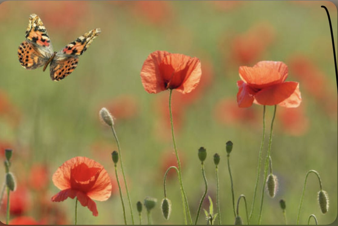 sharonhem1's tweet photo. Sending lots of love to you both today @GaryBarlow and @MobsLondon ❤️💔❤️ #FlyHighPoppy ❤️🥲❤️ https://t.co/nC1YvfF9uH