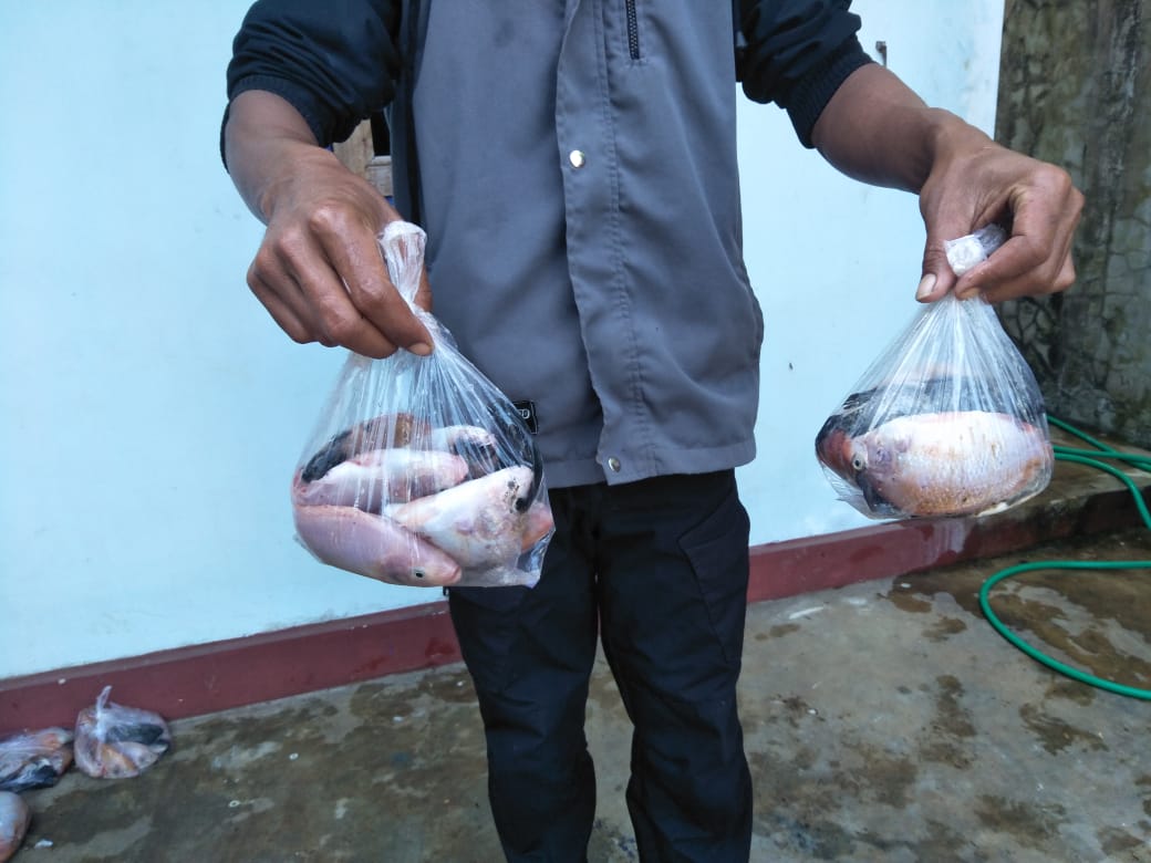 minarifqi's tweet photo. Rabu (4/8), M Rifqi, Luhkan Temanggung, di Pokdakan Mina Jaya Ds Bandunggede, mendampingi Panen 
Parsial ikan Nila, kolam tanah, sebanyak 178 kg, luas kolam 140 m2, bobot panen 230 gr, harga 26.000/kg
#GiatLuhkanSatminkalBPPPTegal #Temanggung #Panen 
@BRSDM_bp3tegal 
@brsdm_kp https://t.co/kS30oxV553