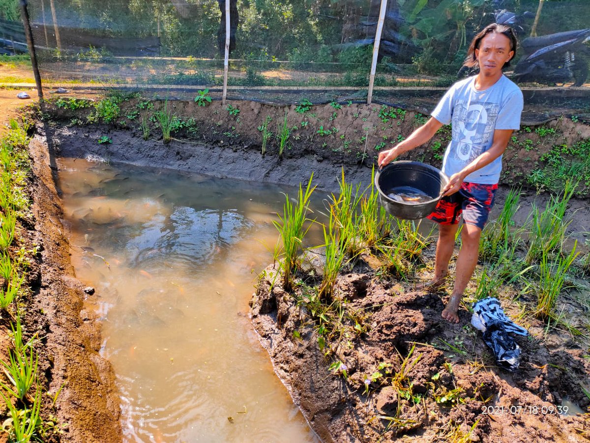 minarifqi's tweet photo. Rabu (4/8), M Rifqi, Luhkan Temanggung, di Pokdakan Mina Jaya Ds Bandunggede, mendampingi Panen 
Parsial ikan Nila, kolam tanah, sebanyak 178 kg, luas kolam 140 m2, bobot panen 230 gr, harga 26.000/kg
#GiatLuhkanSatminkalBPPPTegal #Temanggung #Panen 
@BRSDM_bp3tegal 
@brsdm_kp https://t.co/kS30oxV553