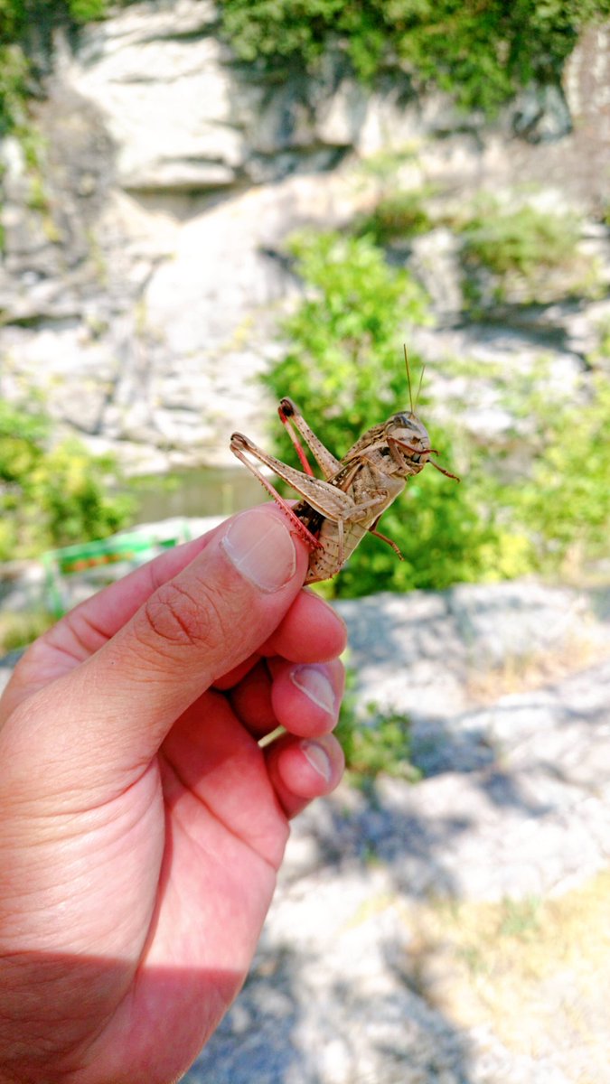 ট ইট র ケンヤ99 でかーいバッタ捕まえました あ んってしようとしたら逃げられました 脚力が凄い