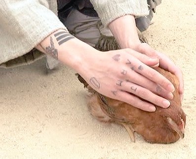 aishiwi's tweet photo. @daintykku I see you googling how to be a chicken 😂😂 he kept caressing that chicken until it slept in his hands 🤭🤭 https://t.co/9yk5cyPOD1